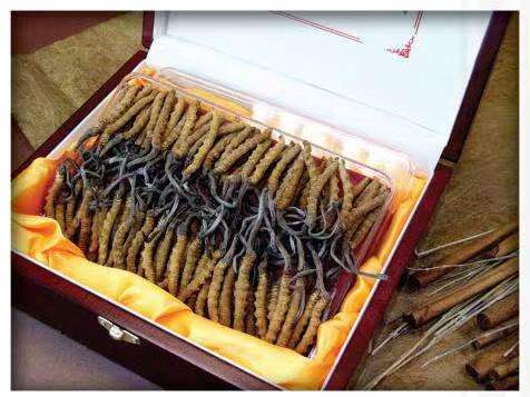 铁山港冬虫夏草回收